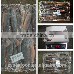 100-150g/150-200g/200-300g Frozen Illex Squid thumbnail-1