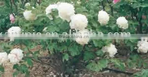Tree Peony Plant Root Bai Yu thumbnail-1