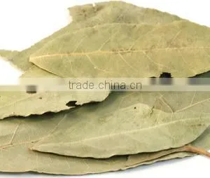 Bay Leaves thumbnail-1