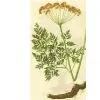 Notopterygium Root Extract 12:1 thumbnail-1