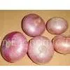 Onion thumbnail-1