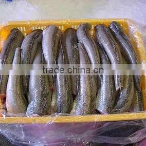 WR Frozen Hake thumbnail-6