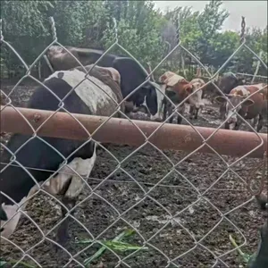 Chain Link Fence Pvc Coated Rolls Pet Fence Chain Link Fence Diamond Wire Mesh Chain Link Panels thumbnail-2