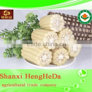 More Color Corn Supplier thumbnail-1