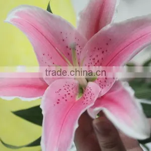 Colorful Best Selling High Quality Flowers Liliess thumbnail-5