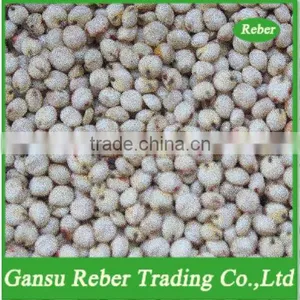White Sorghum thumbnail-1