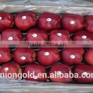 Chinese Fuji Fresh Red Apple thumbnail-5