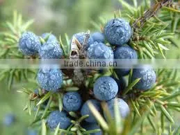 Talya Juniper Oil thumbnail-1