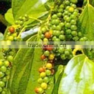 White Pepper Seed Double Washed Quality for Export (Mobile: 0084965152844- Emma) thumbnail-4