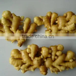 Laiwu Fresh Chinese Ginger for Hot Selling thumbnail-1
