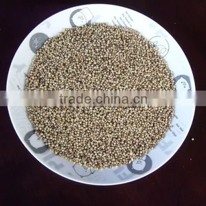 Hybrid Chinese Pennisetum Forage Seeds thumbnail-1