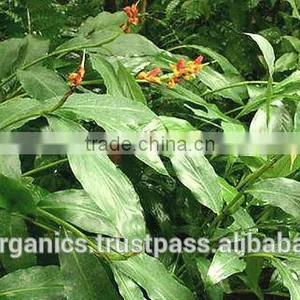 Galangal Oil thumbnail-2