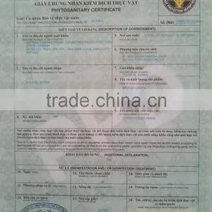 VIETNAM SQUARE CUT CASSIA ( YB1, YB2, YB3, YB4 ) (+841657106604 - WhatsApp) thumbnail-4