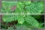 Phyllanthus Amarus Extract Powder-jory thumbnail-1