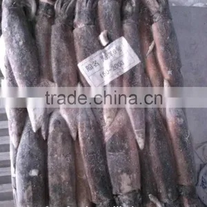 Thailand Loligo Squid Ille Squid thumbnail-1