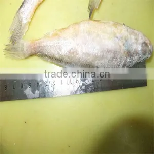 Iqf Yellow Fish With Fish Bulk Pack thumbnail-1