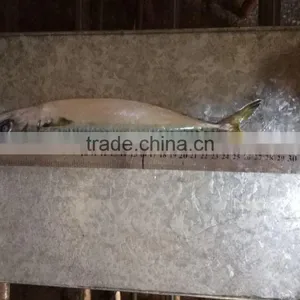 Frozen Pacific Mackerel Good-quality Seafood Pacific Mackerel Whole thumbnail-4
