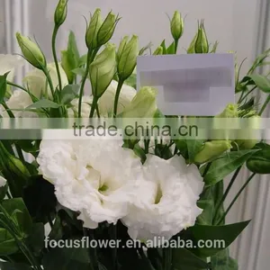 Best Price Fresh Cut Flowers White Eustoma For Sale thumbnail-2