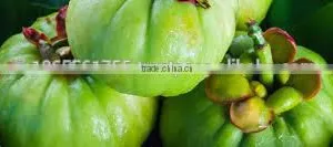 Expoter of GARCINIA CAMBOGIA EXTRACT for Making Slimming Capsule thumbnail-1