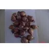 Fresh Onion thumbnail-1