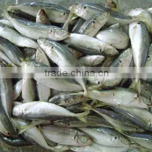 China Export Frozen Horse Mackerel Fish 160-200pcs thumbnail-1