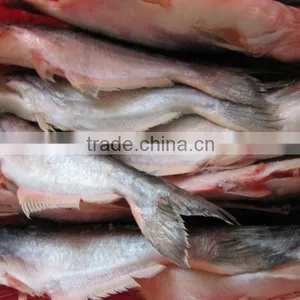 PANGASIUS WHOLE ROUND thumbnail-1
