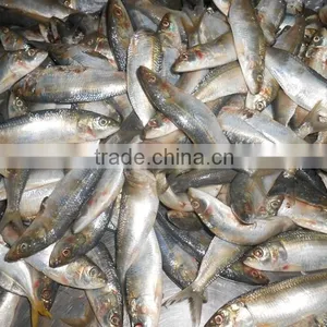 Frozen Sardine Fish thumbnail-3