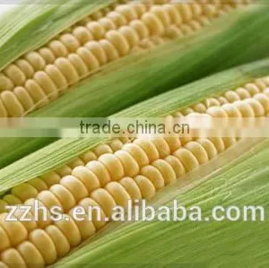 Canned Corn Canned Vegetable thumbnail-5