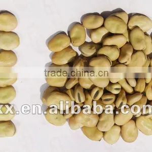 Broad Beans thumbnail-1