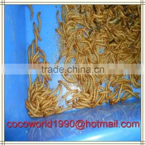 Mealworms in Food/mealworms for Human Consumption/live Mealworms for Sale thumbnail-5