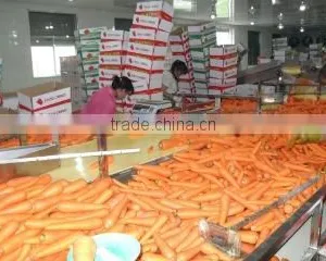 Shouguang Bilong Vegetable Fruit Co., Ltd. company overview - view 3 thumbnail