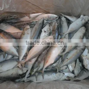 Indian Mackerel thumbnail-1