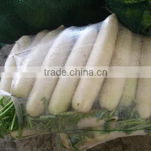 Fresh Chinese White Radish on Sale thumbnail-3