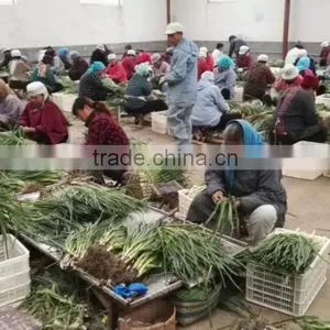 IQF Scallions thumbnail-3