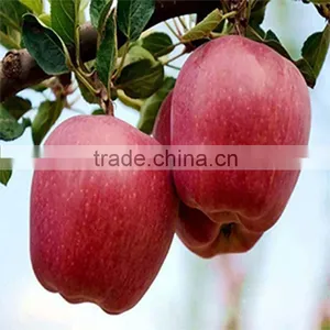 High Quality Delicious Huaniu Apple Fresh Apple for Sale With Reasonable Price thumbnail-1