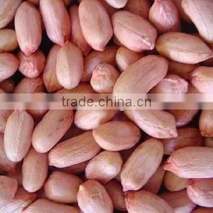 Shandong Peanut Kernels Luhua 24/28 thumbnail-1