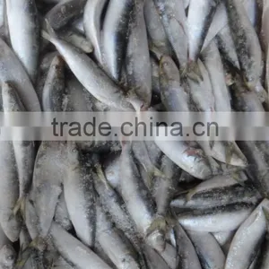 Frozen Sardine thumbnail-4