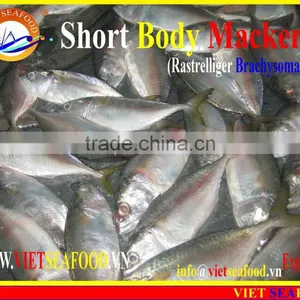 FROZEN SHORT BODY MACKEREL W/R thumbnail-2