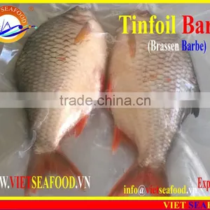 FROZEN W/R RED TAIL TINFOIL BARB thumbnail-4