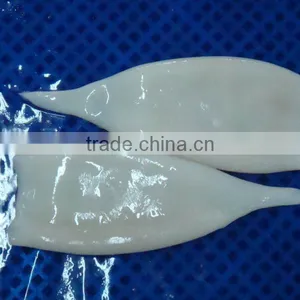 Squid thumbnail-1