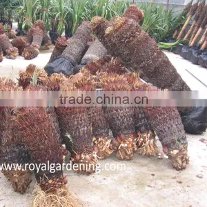 Cycas Revoluta thumbnail-3