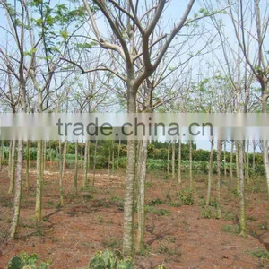 Delonix Regia Live Trees for Landscaping thumbnail-1