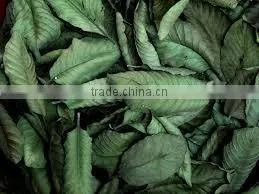 Guava Leaf thumbnail-1