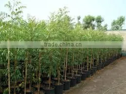 Azadiracta Indica thumbnail-1