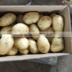 2015Anqiu Good Price of the Potato thumbnail-2