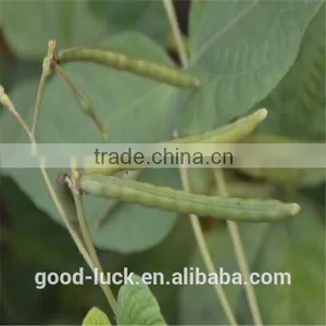 Green Mung Beans(2014 Crop) thumbnail-4