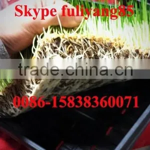 Hydroponic Growing Rooms Specifically Designed to Sprout Grain and Legume Seeds in Trays thumbnail-4