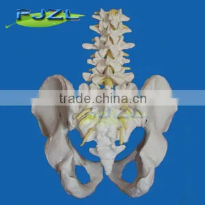 Life-size 5 Lumbar Vertebra, Pelvis Anatomic Model thumbnail-2