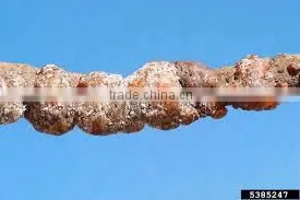 COCCUS RAW LACCA IN VIETNAM thumbnail-2