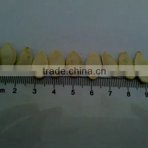 High Quality Shine Skin Pumpkin Seeds for Sale thumbnail-2